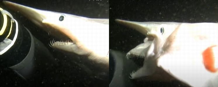 ミツクリザメの顎