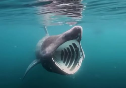 【サメ】ウバザメの生態